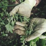 How to Get Rid of Garden Weeds for Good